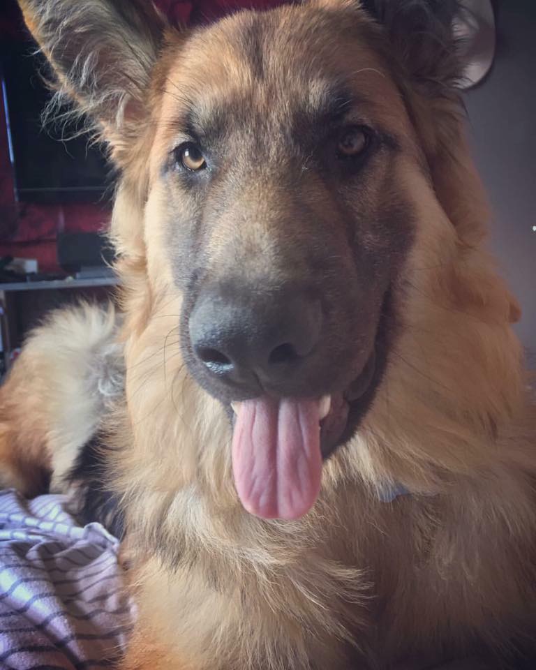 bear