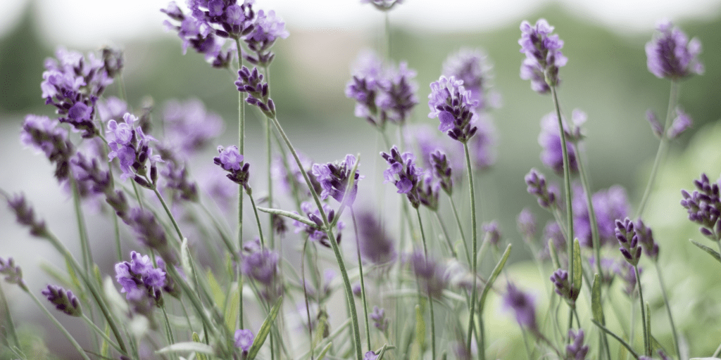lavender