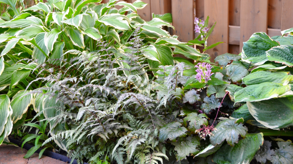 Shield Plants from Strong Winds.