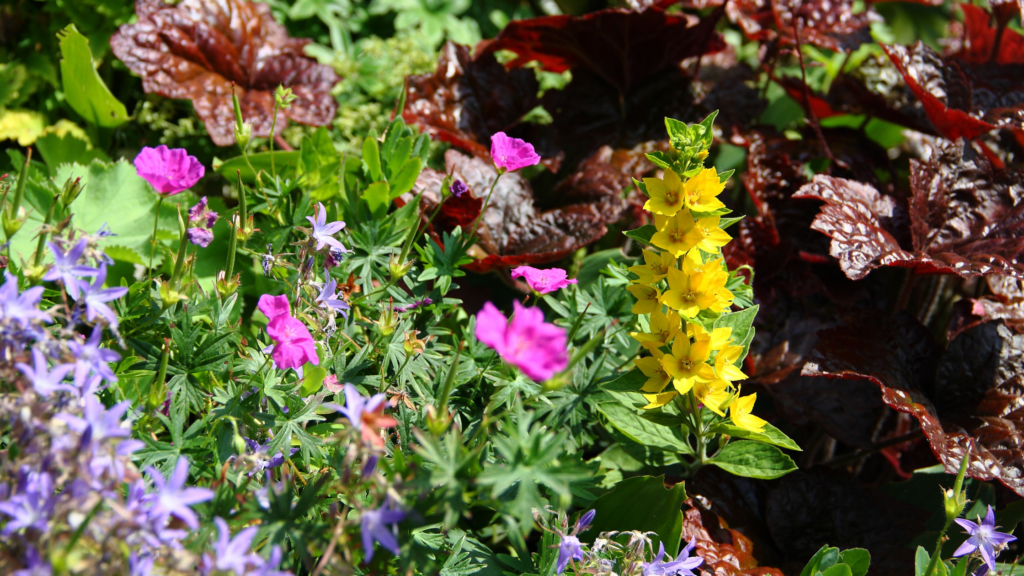 Choose The Best Plants For Summer