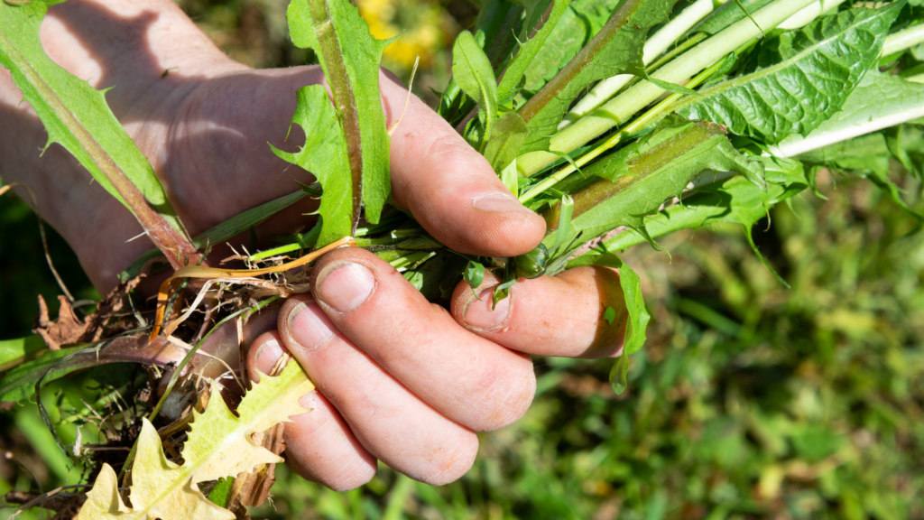 Control Weeds