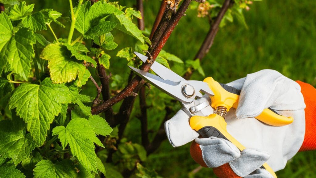 Pruning