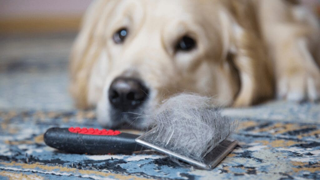 Dog hair cleanup