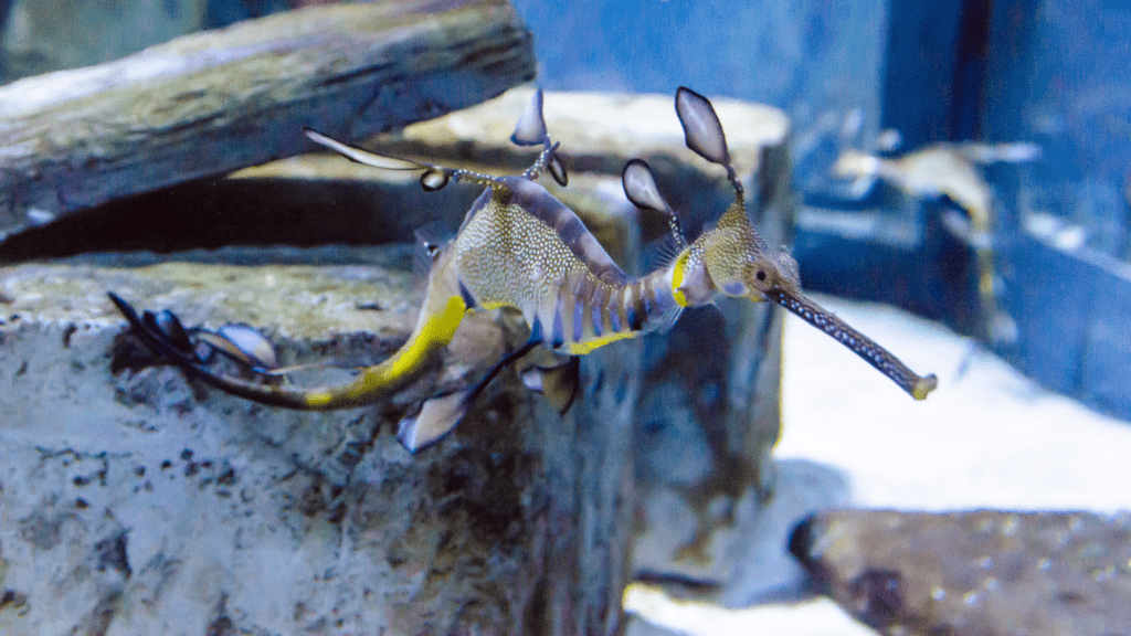 Brighton Sea Life Centre