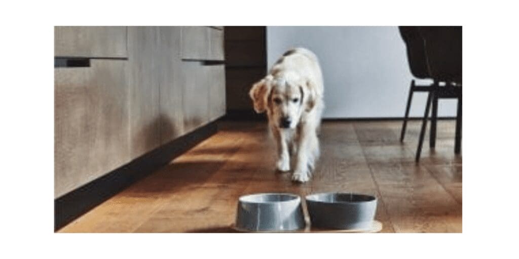 dog and bowls