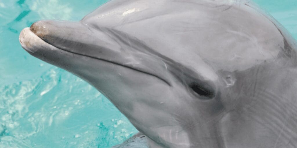Seaworld