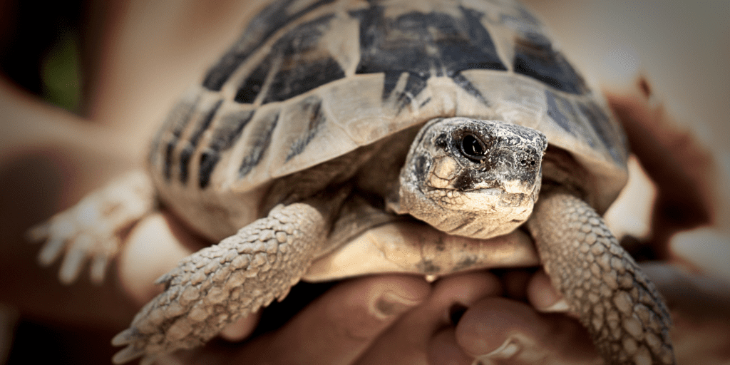 Get To Know As Much As Possible About Your Reptile’s Needs