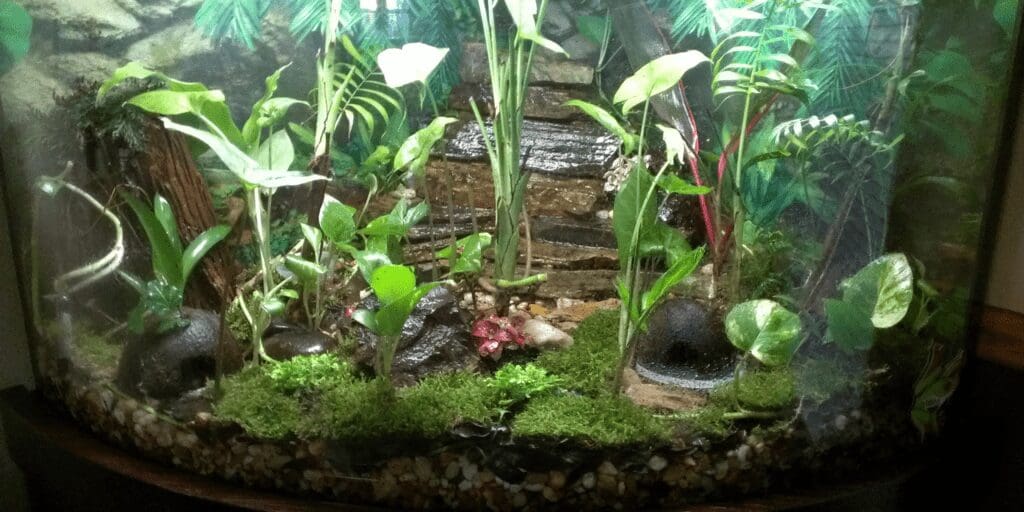 Housing Your Reptile