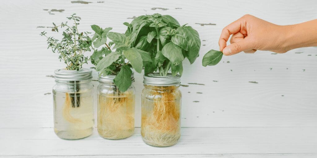 grow your own
