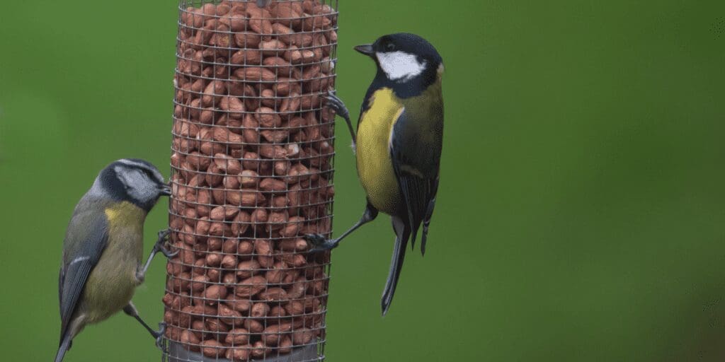birds feeding