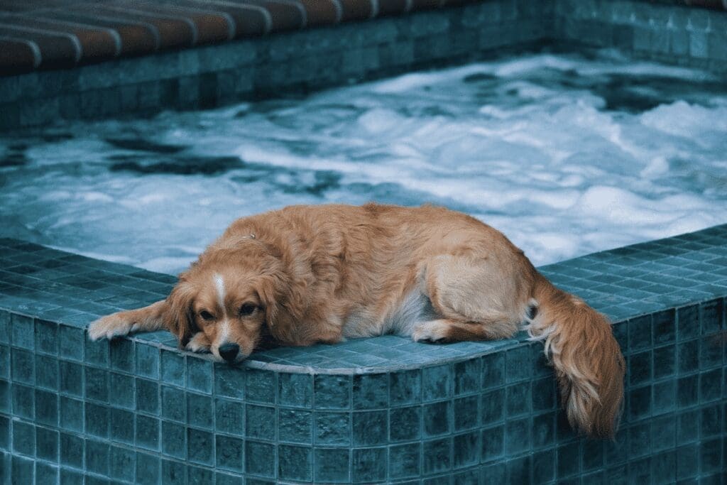 hot tub safety for pets