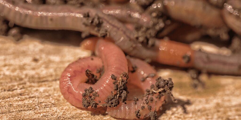 worms