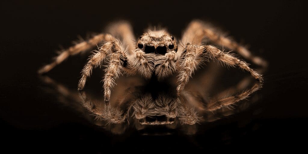 spiders