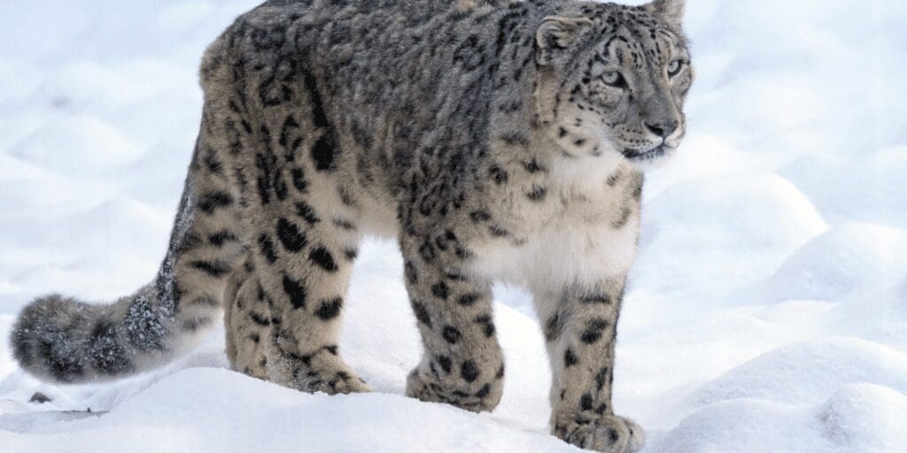 International Snow Leopard Day
