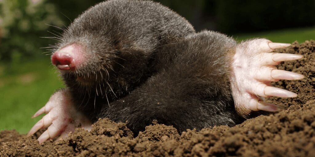 National Mole Day