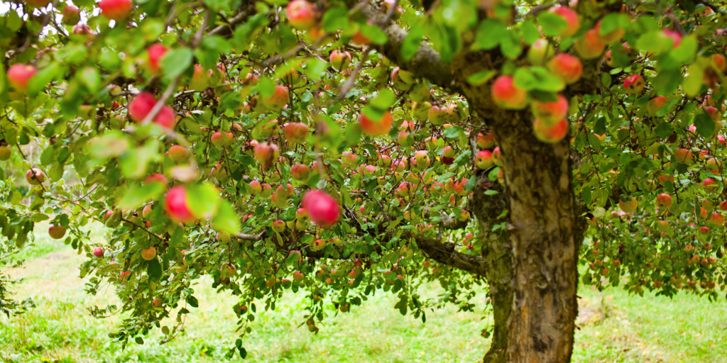 apple tree