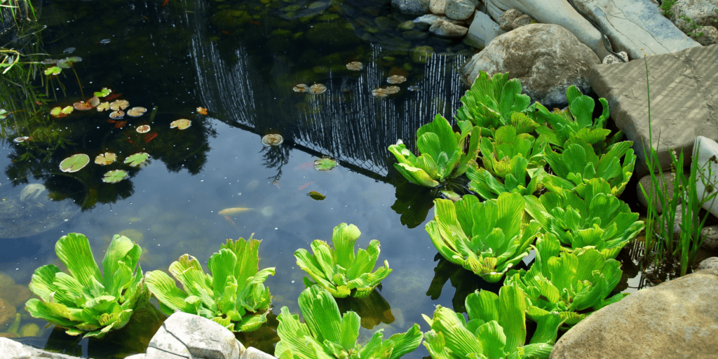 Create a Pond