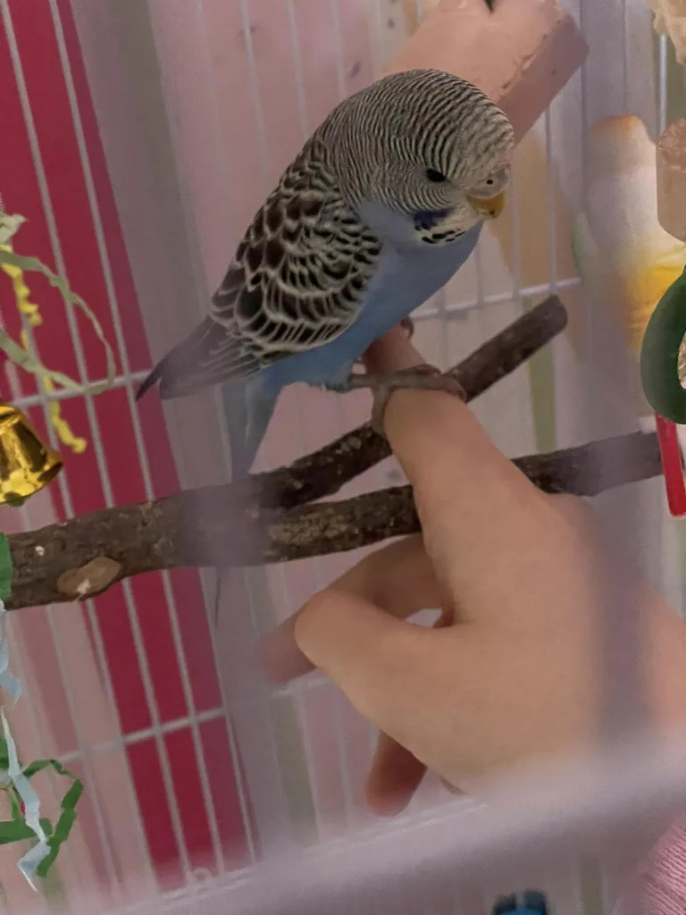 the chirpster 1