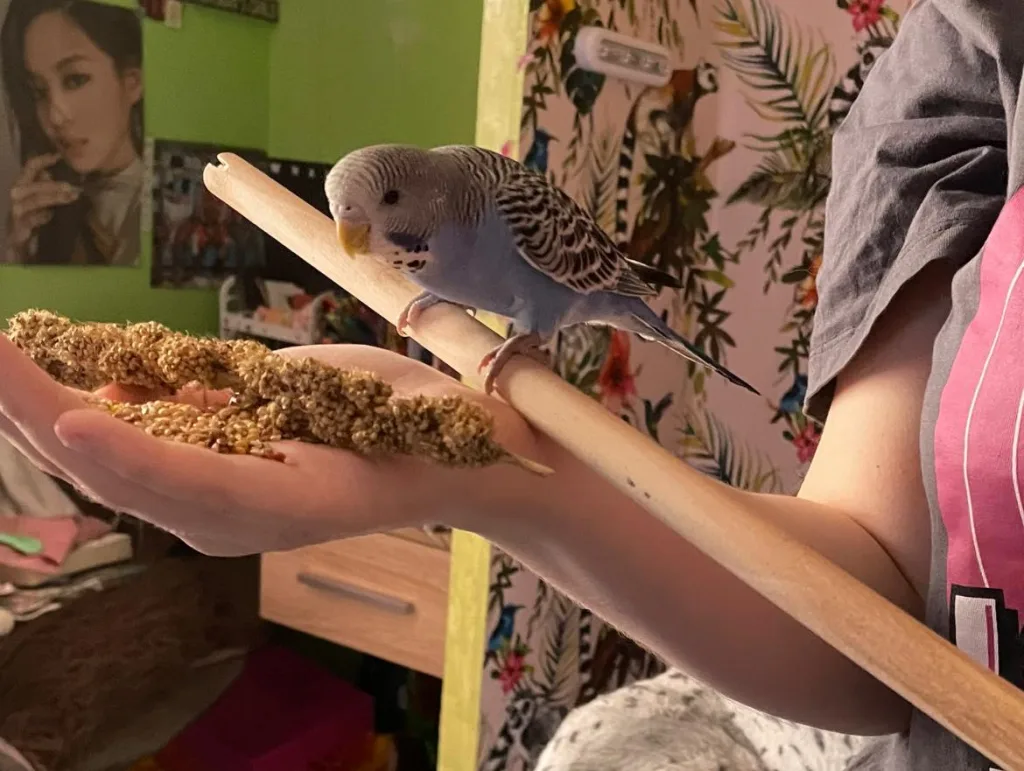 chirpster 2