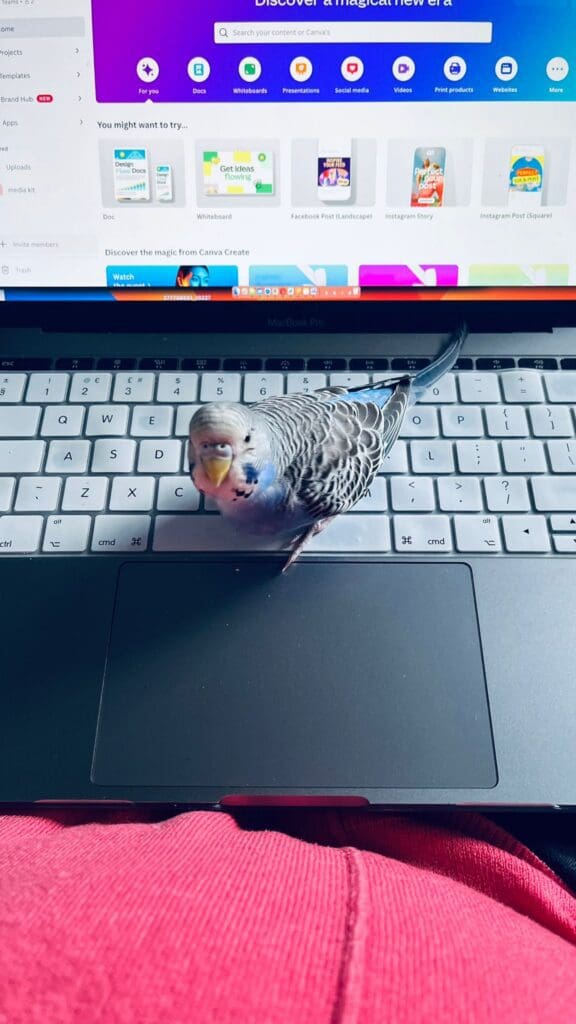 chirpster helping