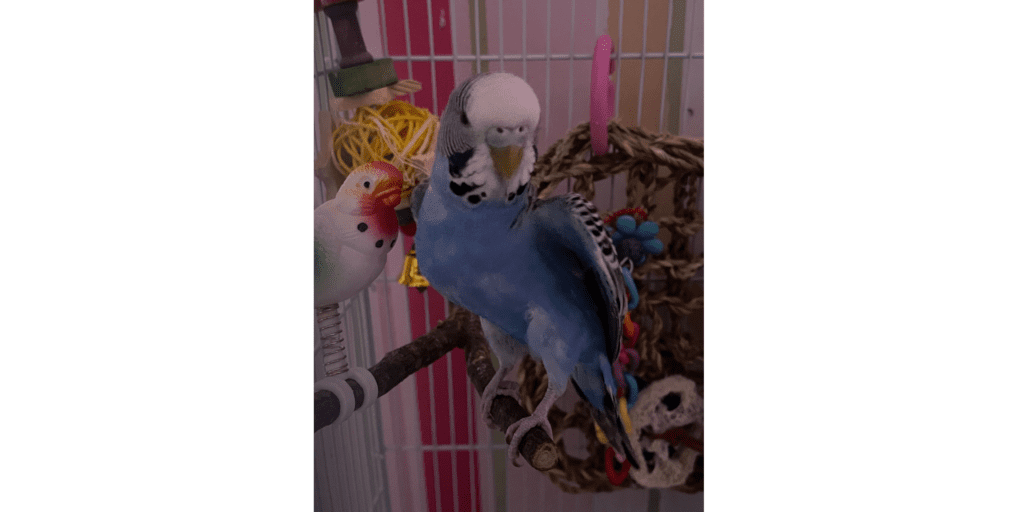 chirpy