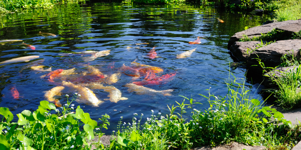 Diving Into Making Your Own Pond