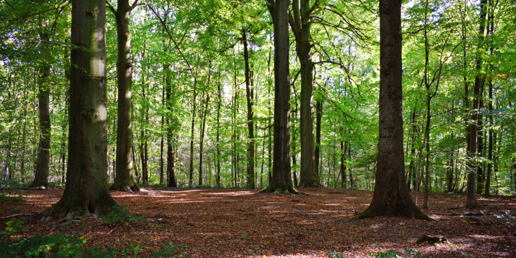 trees