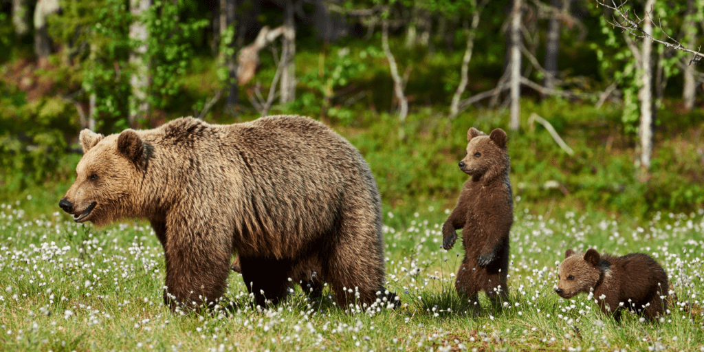 brown bears