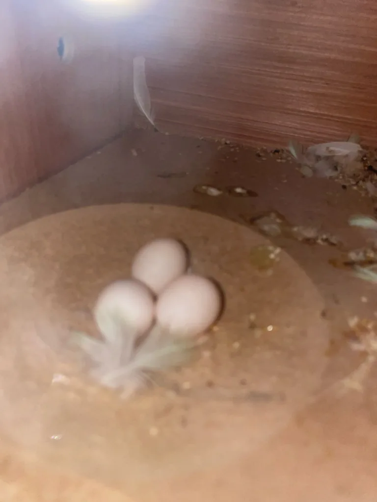 3 budgie eggs