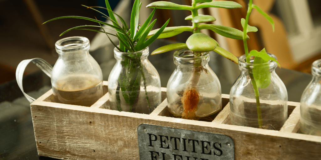 jars as planters
