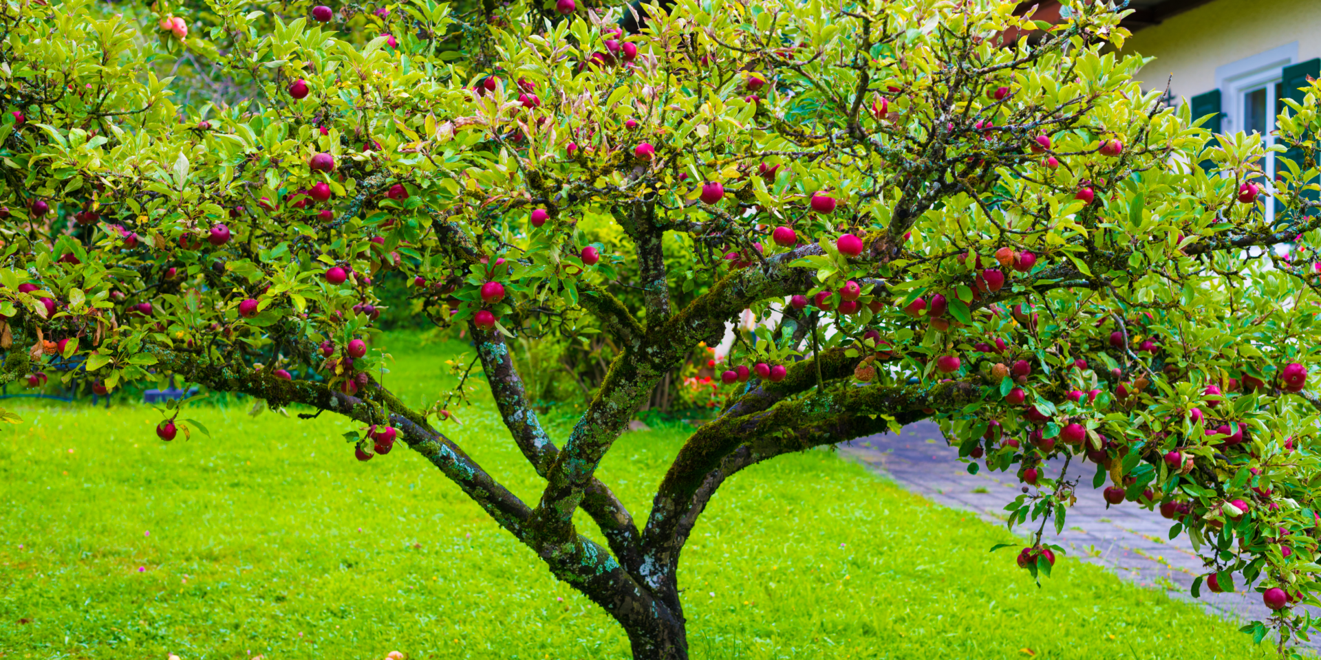 How to choose new trees for your garden - StressedMum