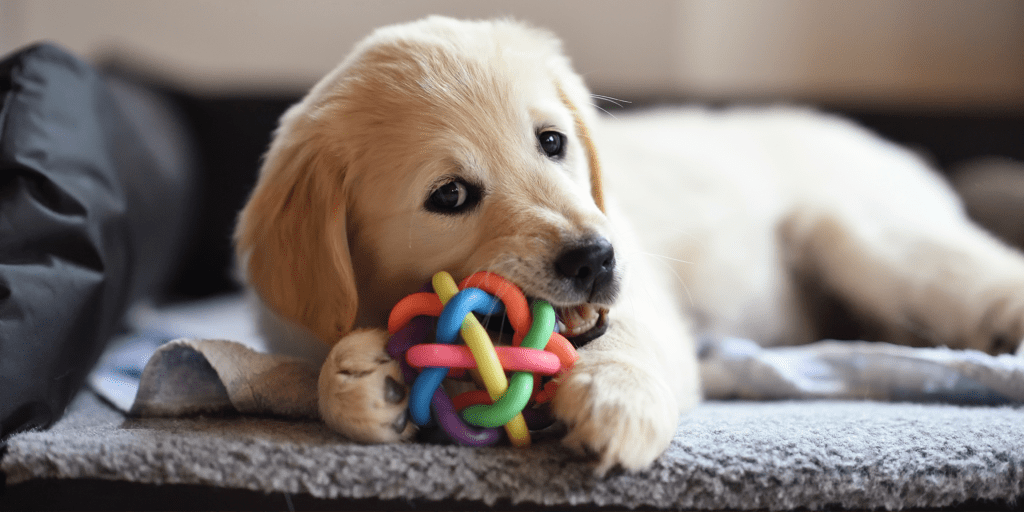 dog toys