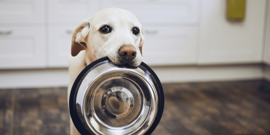 dog with bowl