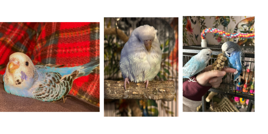 Budgie Update