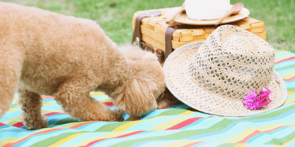 picnic party