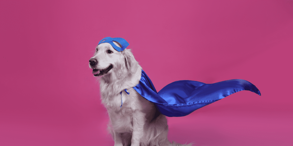 super hero dog