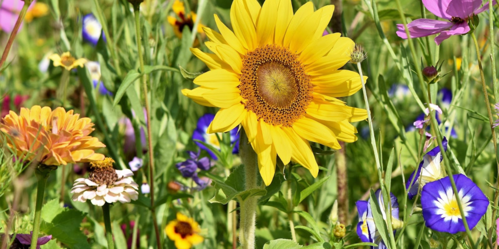 Creating The Perfect Home Garden: A Beginner's Guide