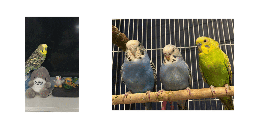 Budgies Update