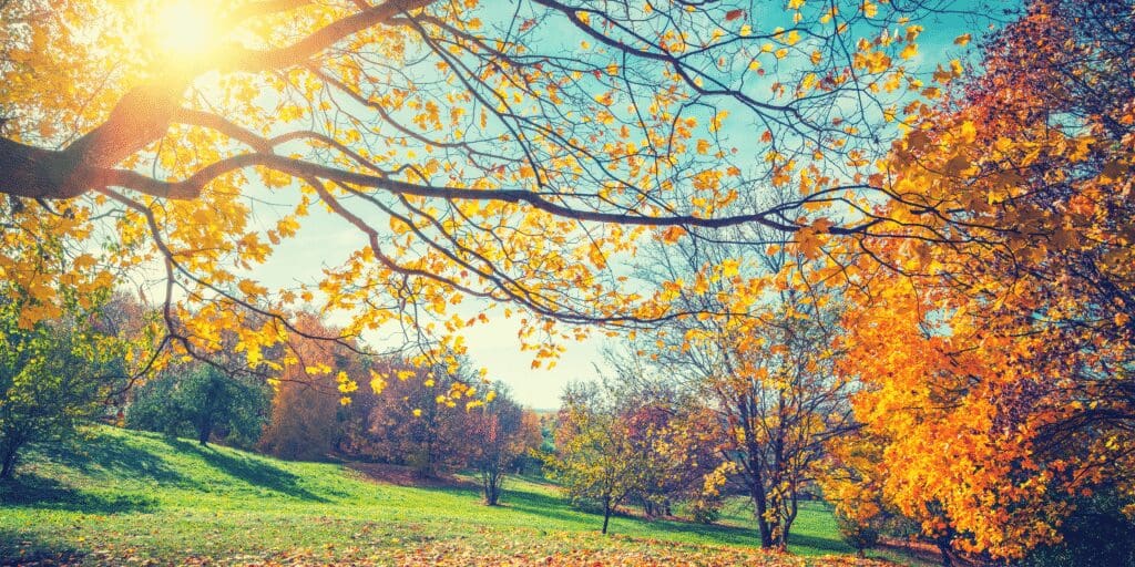 seasonal colours