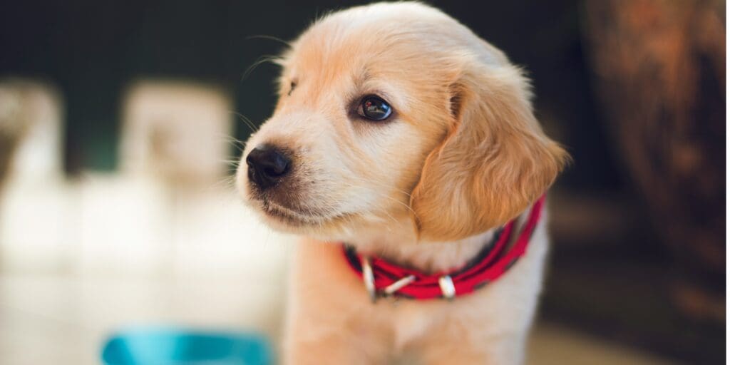 How A Fit, Strong, Energetic Pup Creates A Happier Home For Everyone