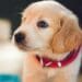 How A Fit, Strong, Energetic Pup Creates A Happier Home For Everyone