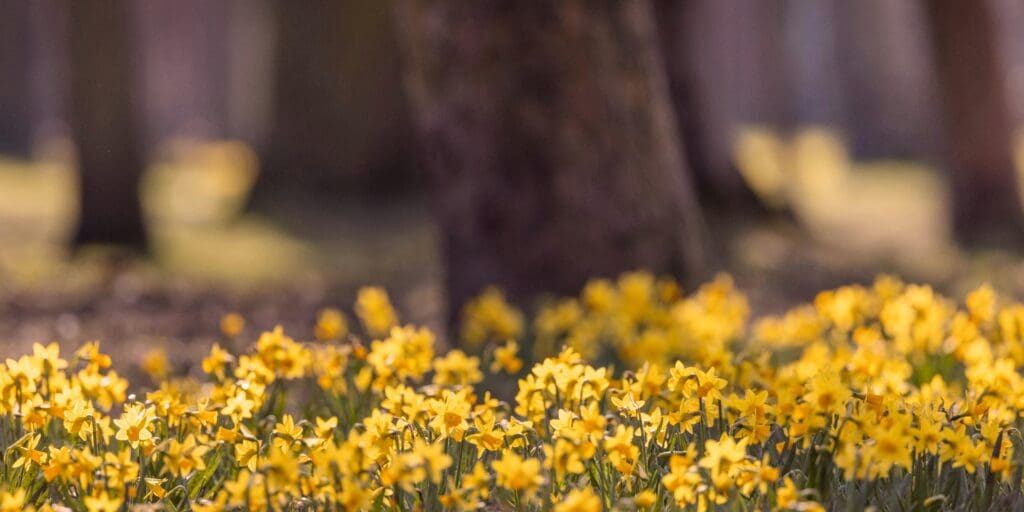 Spring