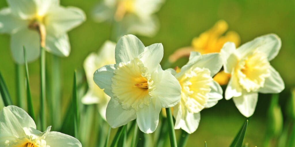 daffodils