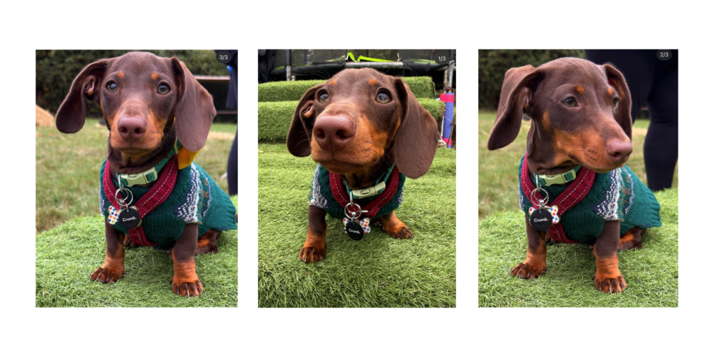 Biscuit - 15 weeks