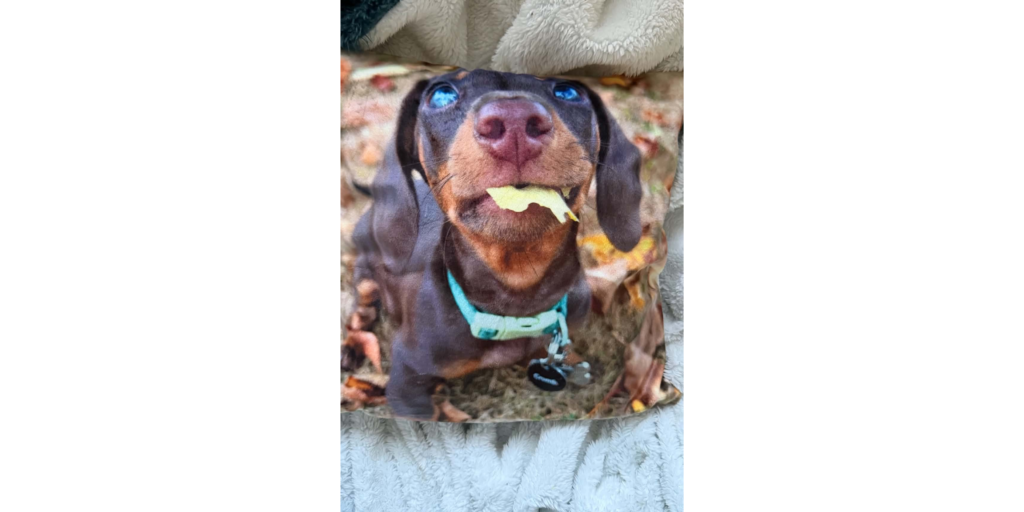 Biscuit Cushion