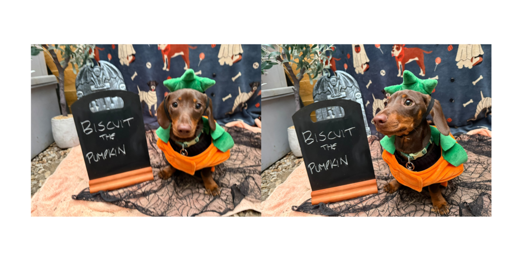 Biscuit the pumpkin