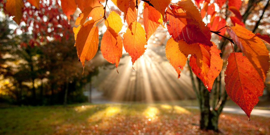 Autumn Sunshine